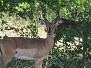 black face impala