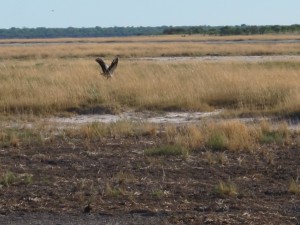 Secretary bird