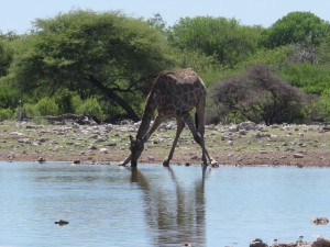 Giraffa