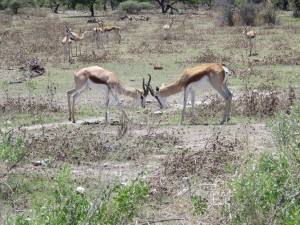 Springbok