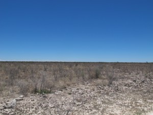 Savana