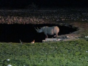 Black Rhino