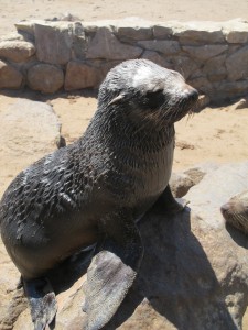 Foca