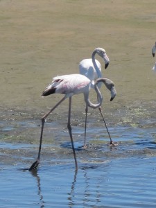 Fenicotteri