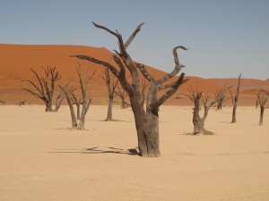 Acacie a Deadvlei