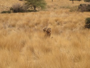 ghepardi