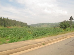Campi di Mais