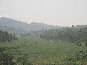Campi di thè