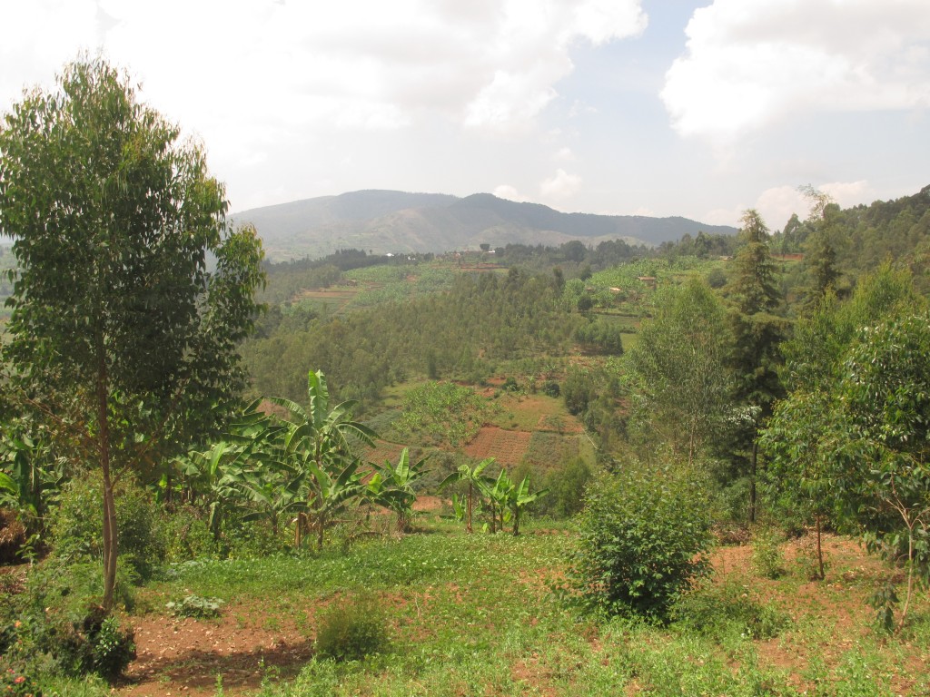 Banane e colline