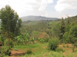 Banane e colline