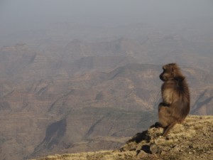 Gelada Baboons, in questo caso babbuino pensieroso