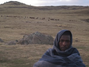 Mule man