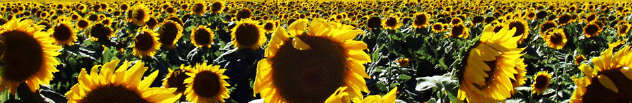 Pensieri e storie dalla Rep Dem Congo e non solo Rotating Header Image